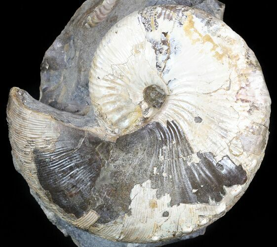 Hoploscaphites Ammonite - South Dakota #46864